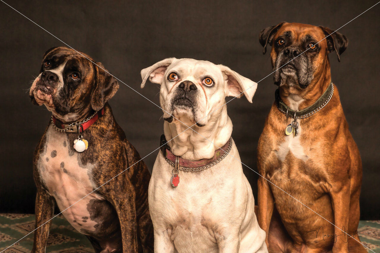 adorable-animal-blur-850602-1