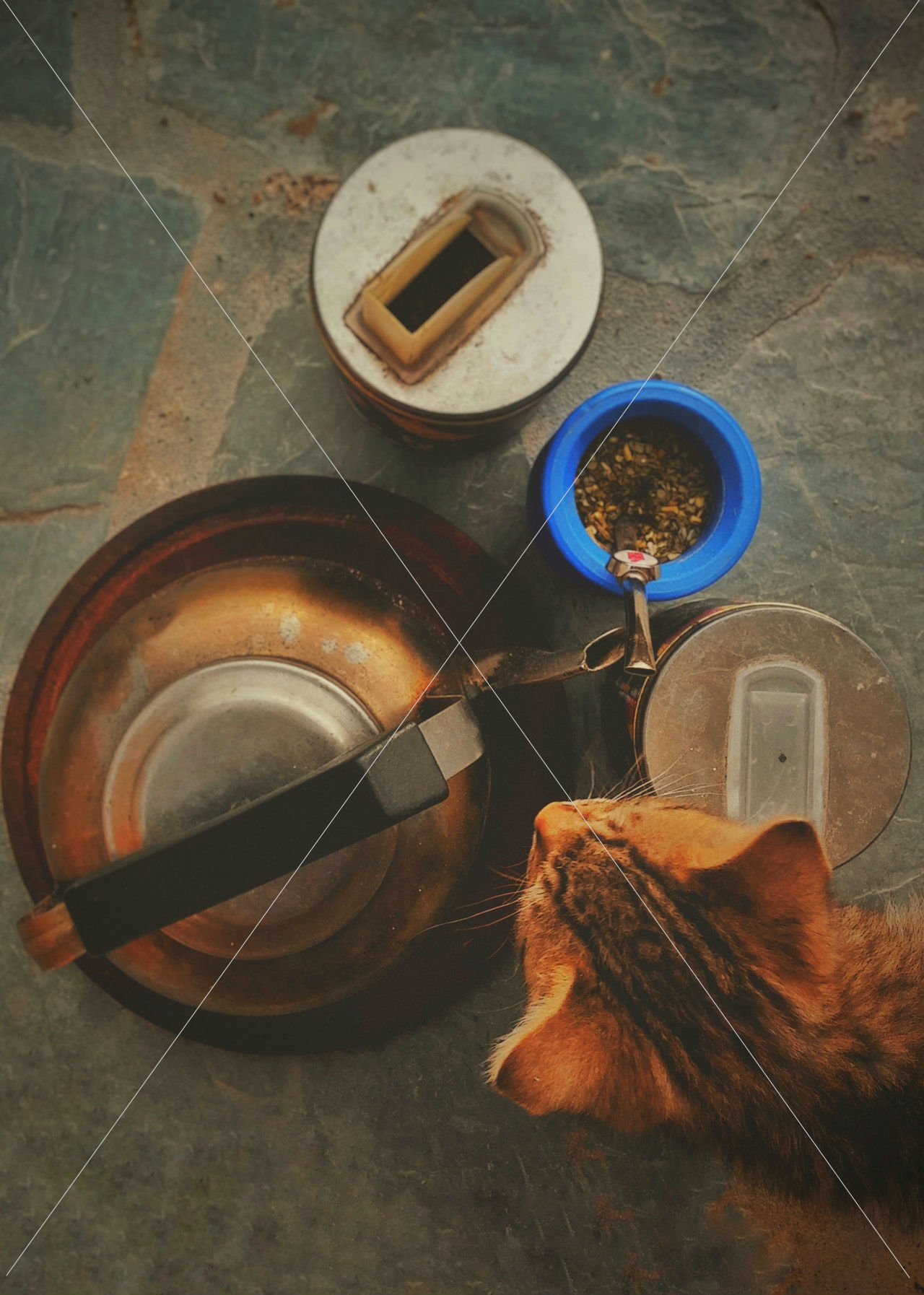 animal-antique-cat-720685-1